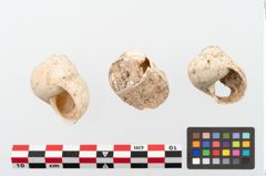 Foto von Schneckengehäuse (NHMW-PRAE-002237b)